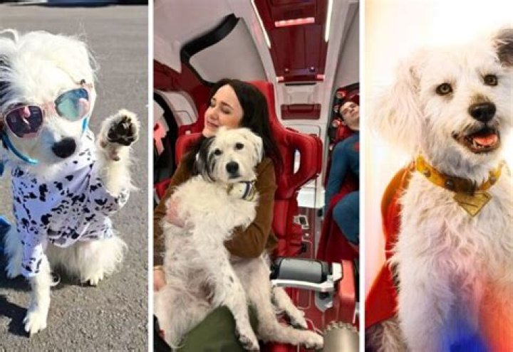 Arthur Leclerc Pets - Celebrity Pets