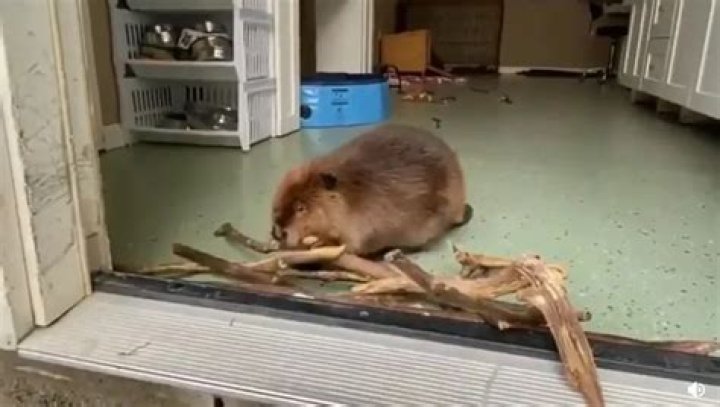 Beaver continues to build dams while in rehab center