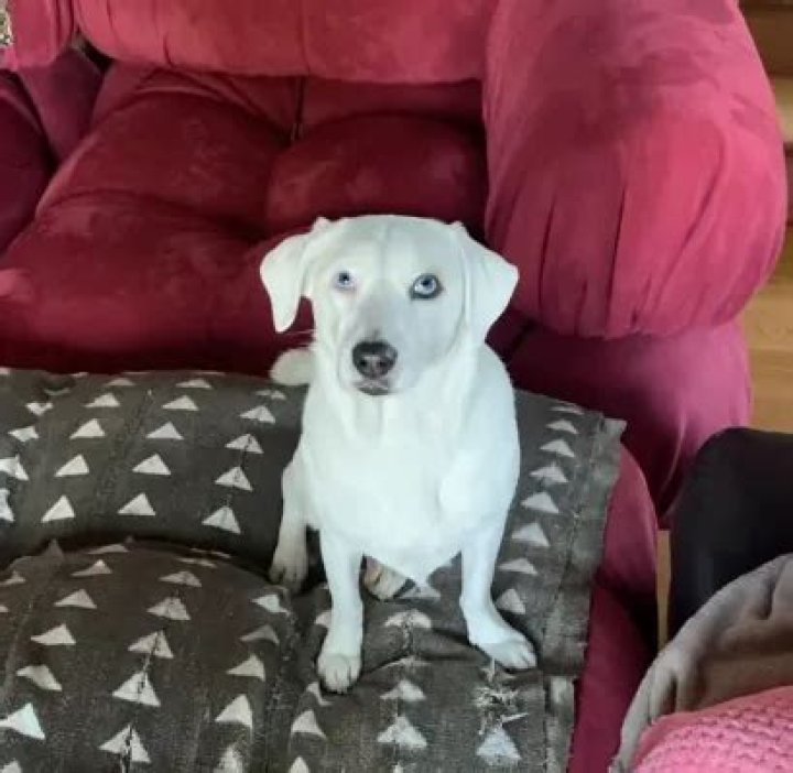 Brett Gelman Pets - Celebrity Pets