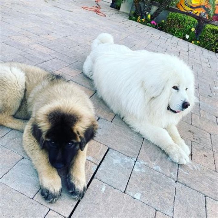 Chris Brown Pets - Celebrity Pets