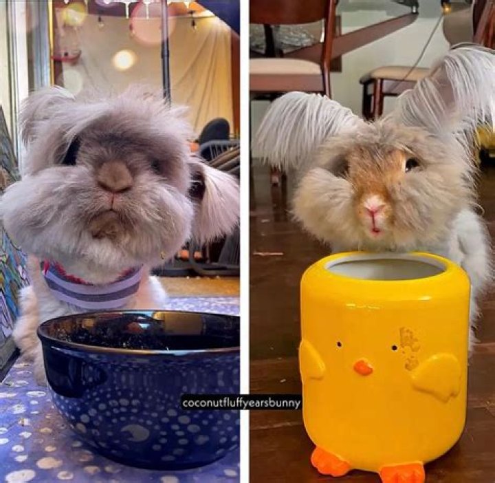 Coconut & Lucky are a Couple Long Haired Bunnies Living Their Best Life