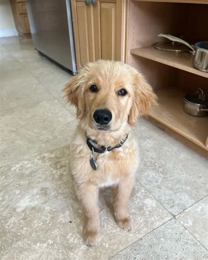 David Draiman Pets - Celebrity Pets