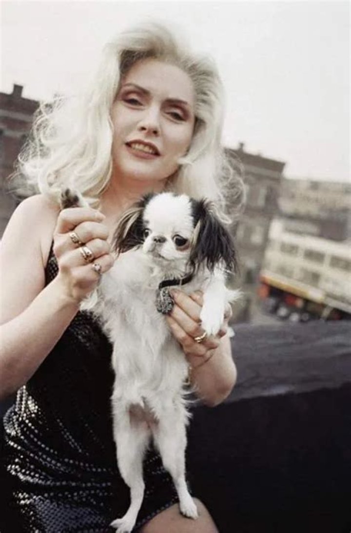 Debbie Harry Pets - Celebrity Pets