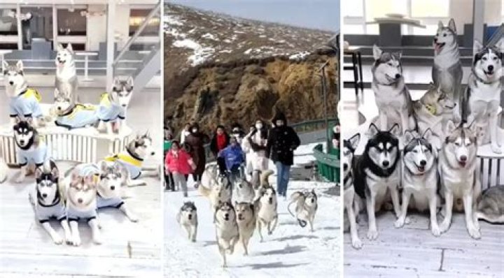 Dog Cafe Shuts Down, Owner Takes All 17 Huskies Home With Her
