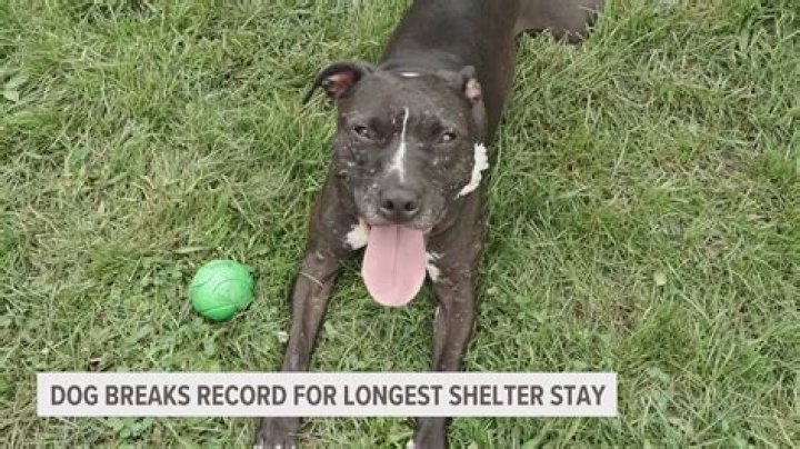 Dog Has Waited 4 Years For Her Forever Home