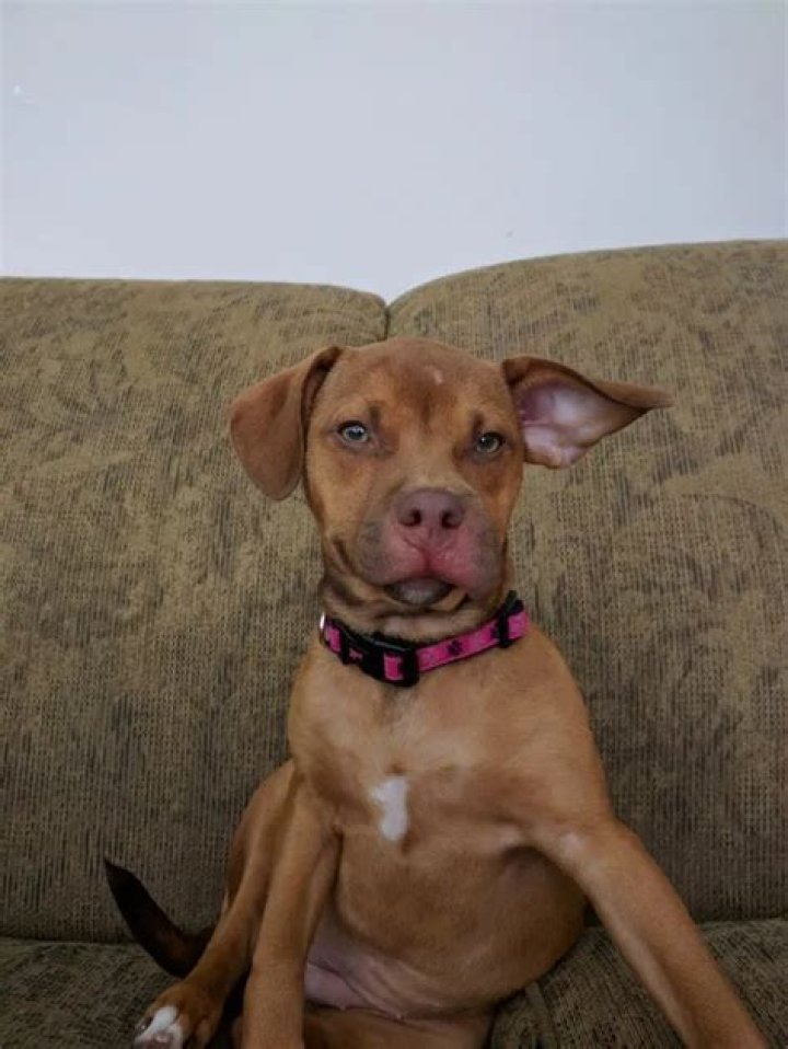 Dog VS Bee: Sixteen Dogs Who Learned a Ruff Lesson