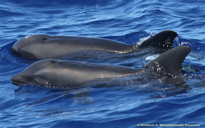 Dolphin-Whale Hybrid Discovered & It’s Hella Cute