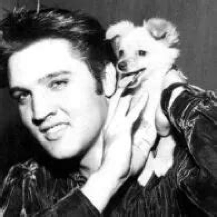 Elvis Presley Pets - Celebrity Pets