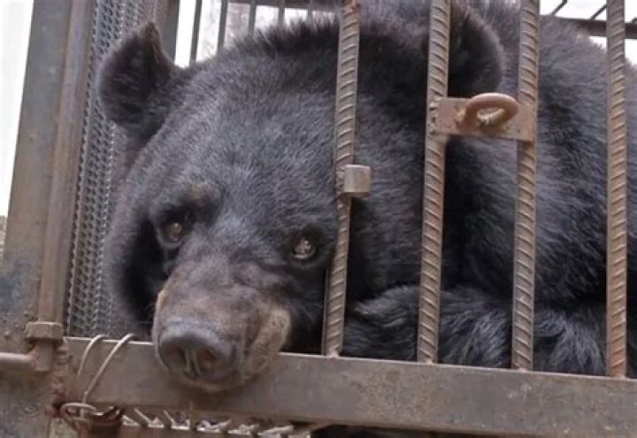 Family Thinks They’re Raising a Pet Dog, Turns Out To Be a Black Bear