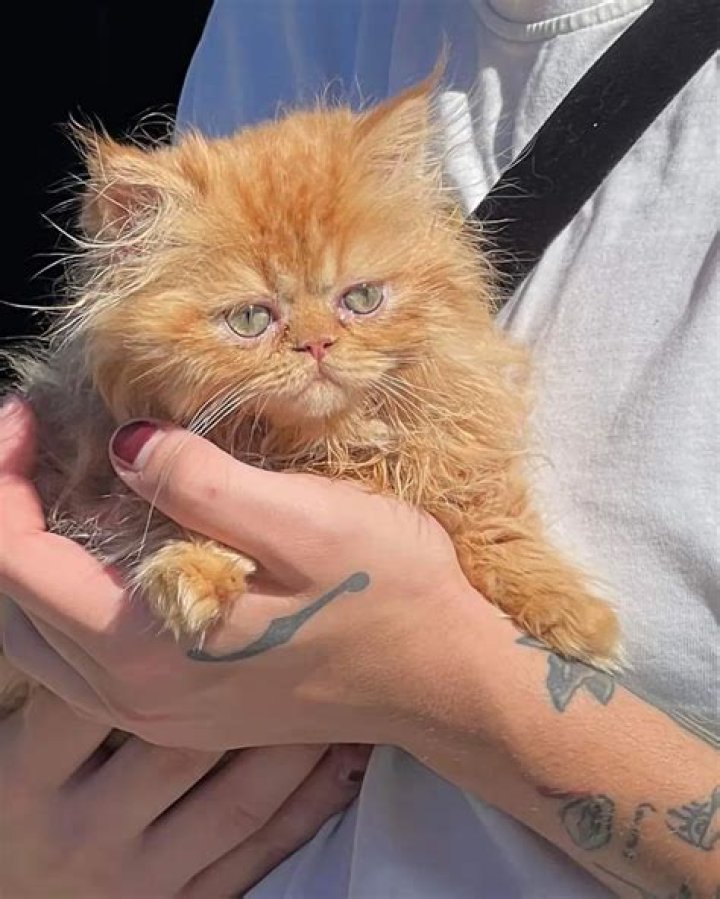 Greg Renko Pets - Celebrity Pets