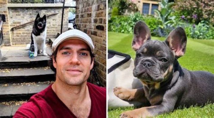 Henry Cavill Gets New French Bulldog Named Baggins, After the Loss of His 14-Year-Old Frenchie