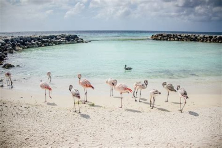 Insider’s Guide to the ABC Islands