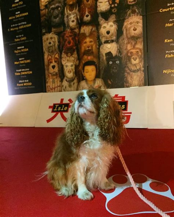 Isle of Dogs had a Dog Friendly Screening