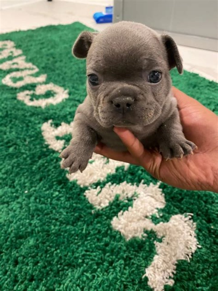 Jayson Tatum Pets - Celebrity Pets