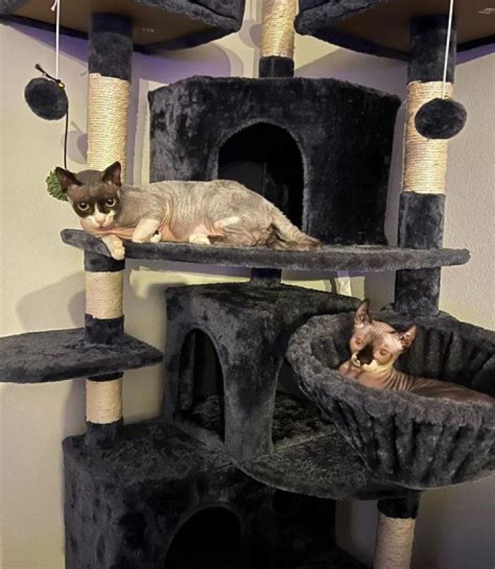 Mattie Westbrouck Pets - Celebrity Pets