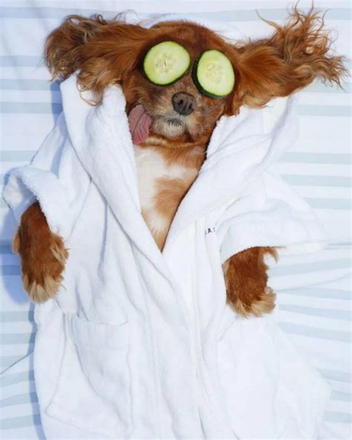 Meet Toast: From Puppy Mills to Modelling Contracts, Celeb Cameos, and Book Deals