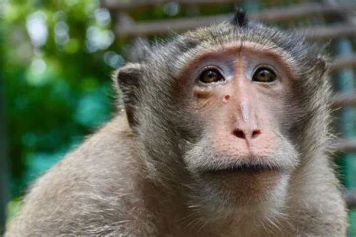 Miraculous Recovery Thailand Monkey Shot in the Face with a Metal Arrow Survives