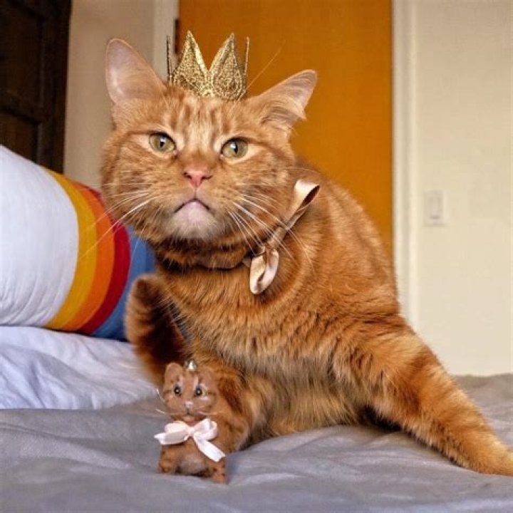 Phineas The Wobbly Kitty Thriving with Cerebellar Hypoplasia