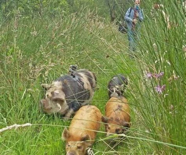 Pignic – Enjoy a Stroll and Picnic with Cute Kune Kune Pigs