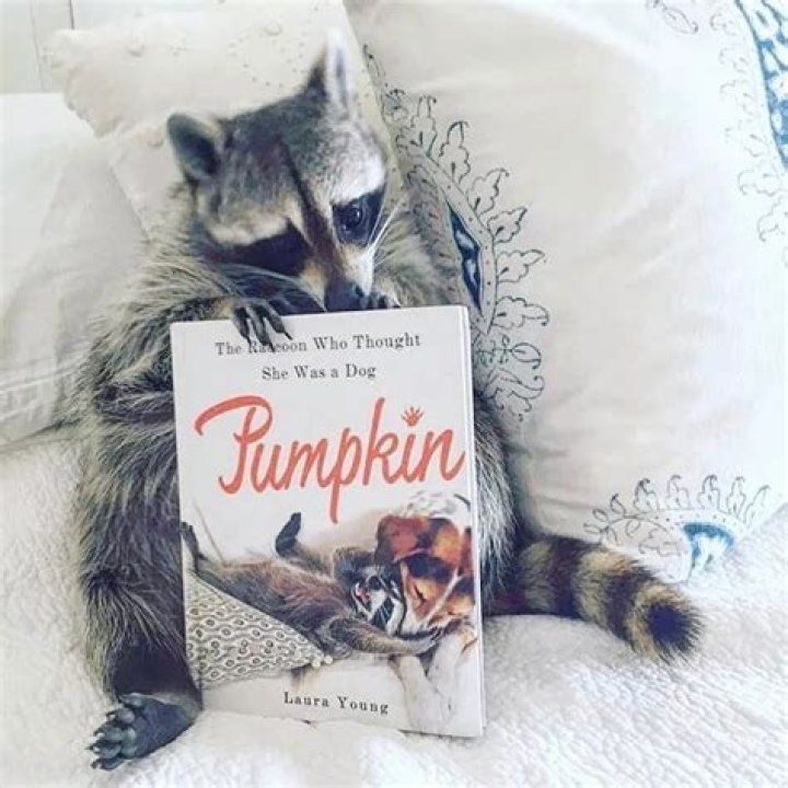 Pumpkin the Orphaned Raccoon That Thinks She’s a Dog