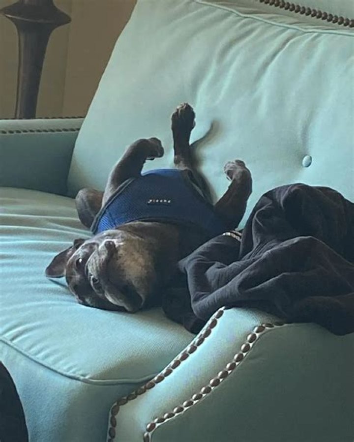 Robert Trujillo Pets - Celebrity Pets