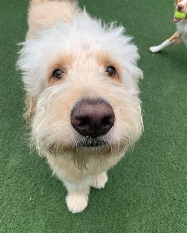 Sean Hayes Pets - Celebrity Pets