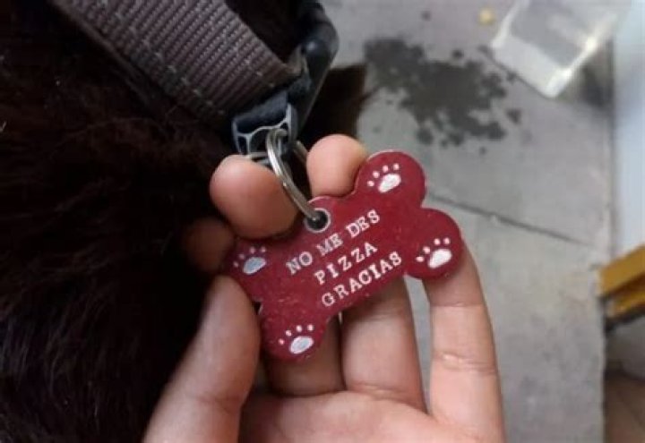 Swindler Dog Runs Pizza Scam Pretending to be Homeless