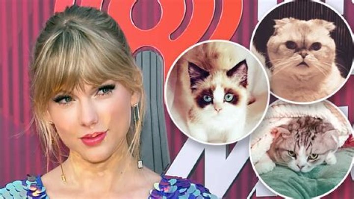 Taylor Swift is a Tik Tok Cat Lady!