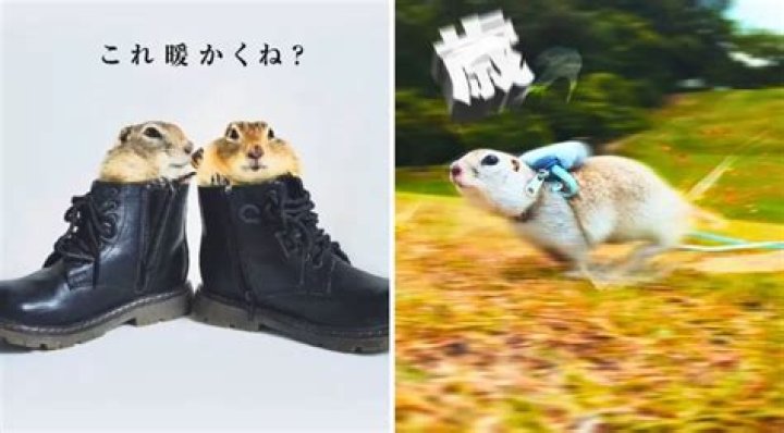 The Action-Packed Adventures of Squirrels Don and Koi