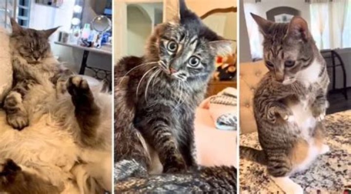 The Antics of Ivar the Incredible Blind Cat and His Special Needs Fur Siblings