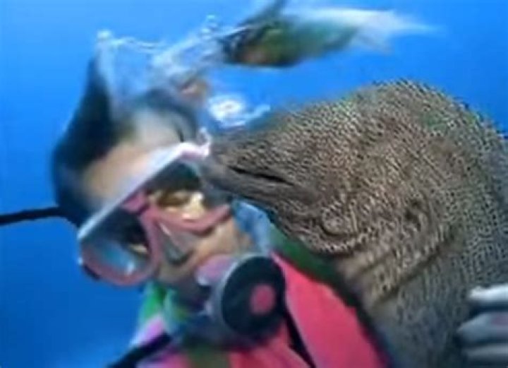 The story of a diver Valerie Taylor and moray eel becoming BFFs
