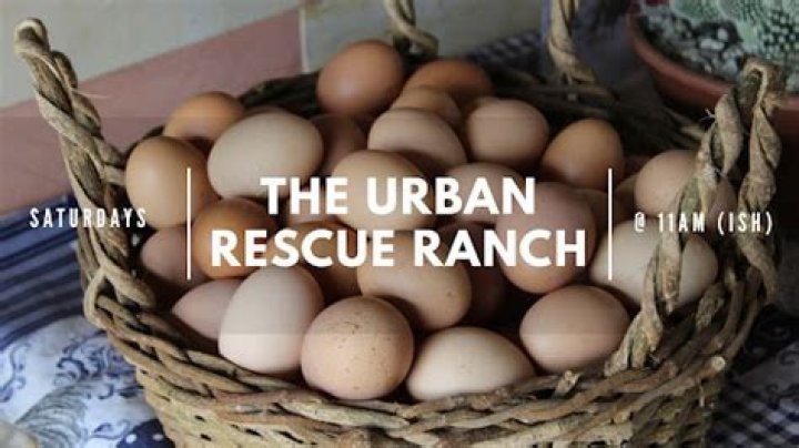 The Urban Rescue Ranch video statistics