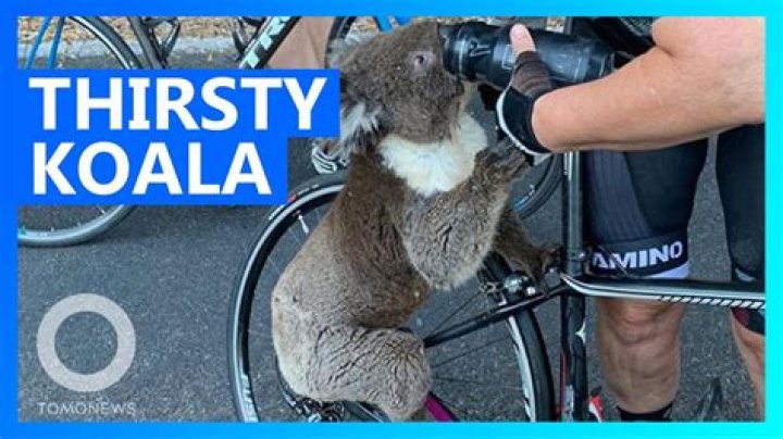Thirsty Koala Asks Cyclist for a Drink during Australia’s Heat Wave