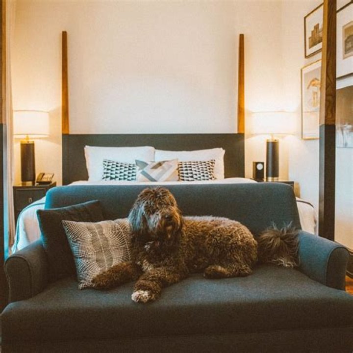 Top 10 Dog-Friendly Luxury Hotels in North America