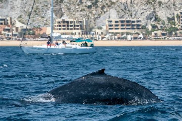 Where to Go Whale Watching in Mexico