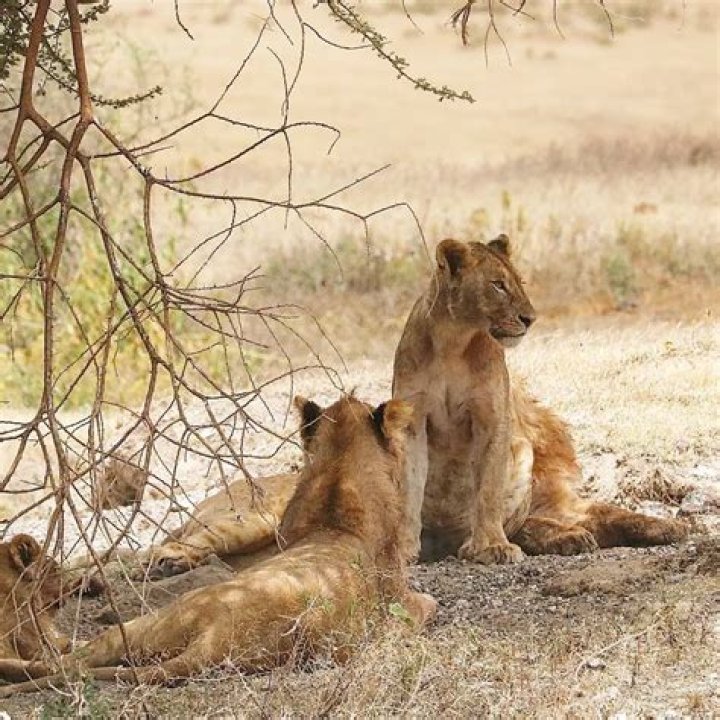 Wild Lioness Adopts Baby Leopard Cub, a mothers love knows no bounds