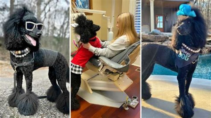 Winnie the Pudel Is One Glamourous Doggy Dentist