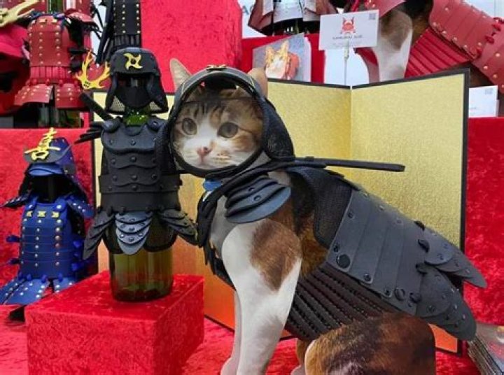 You Can Finally Buy Samurai Armor for Your Cats and Dogs
